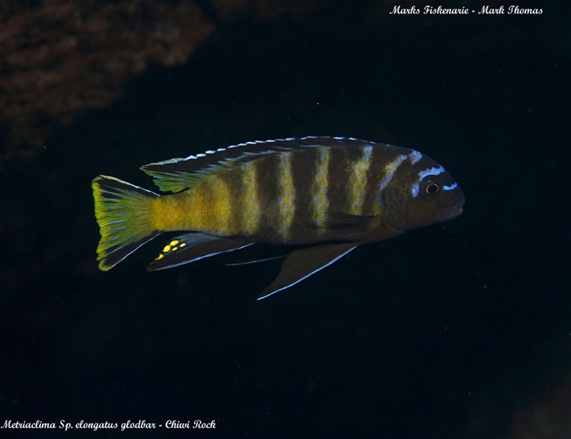 Maylandia sp. 'elongatus goldbar' Chiwi Rocks